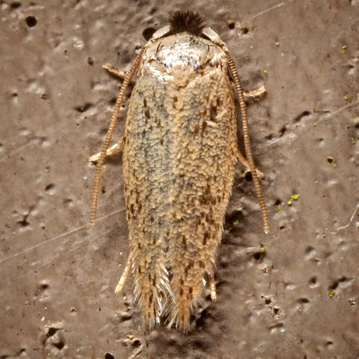 Pygmy Leafmining Moth (Nepticulidae)