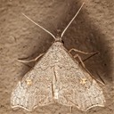 8400 Pygmy Redectis (Redectis pygmaea)