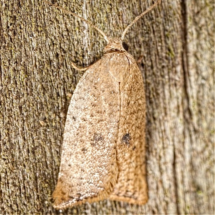 3731 Lentiginos Moth (Sparganothoides lentiginosana) female