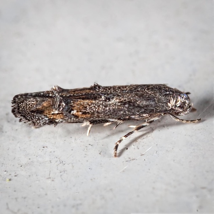 1458.96 (Mompha  sp.) Undescribed species