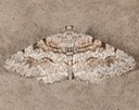 6405 Hollow-spotted Angle - (Digrammia gnophosaria)