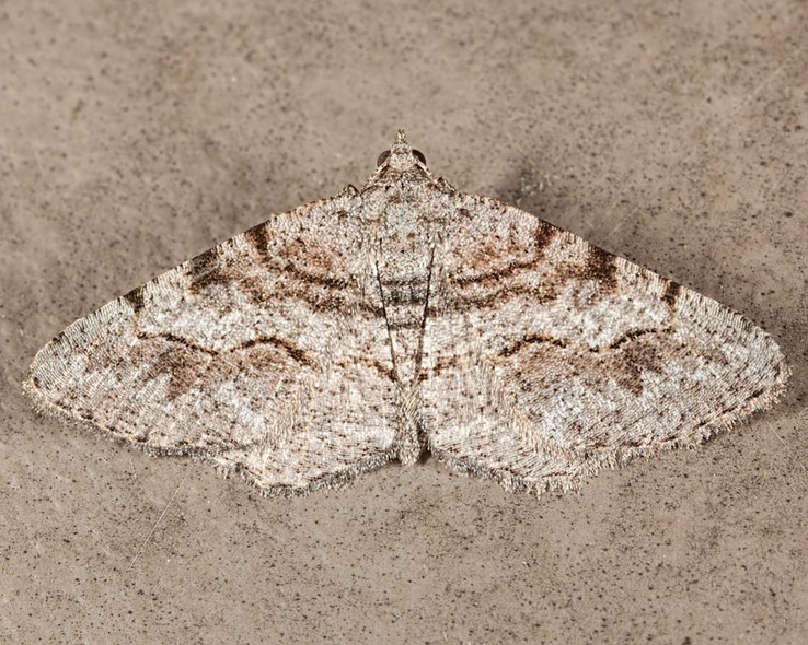 6405 Hollow-spotted Angle - (Digrammia gnophosaria)