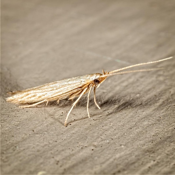 1365 (Coleophora cratipennella)