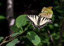 Papilio canadensis - Canadian Tiger Swallowtail