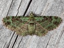 7625 Green Pug Moth (Pasiphila rectangulata)