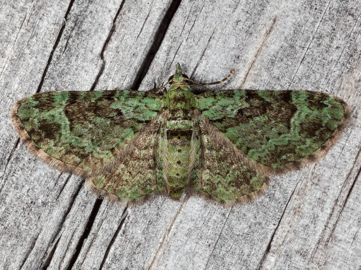 7625 Green Pug Moth (Pasiphila rectangulata)