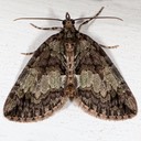 7237 Hydriomena transfigurata - Transfigured Hydriomena