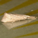 5321  (Donacaula roscidellus)