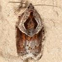 3536 Acleris robinsoniana - Robinson's Acleris