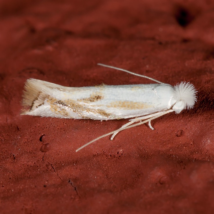0486 (Bucculatrix montana)