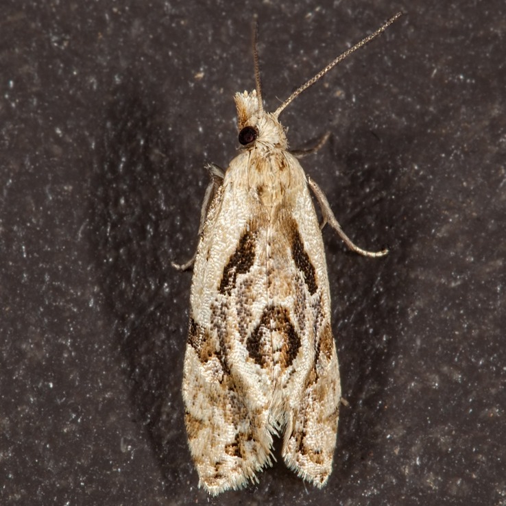 3754 Aethes angulatana