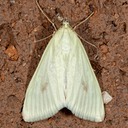 4986.1 Greenish-Yellow Sitochroa Moth (Sitochroa palealis)