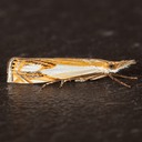 5362 – Crambus agitatellus – Double-banded Grass-veneer Moth
