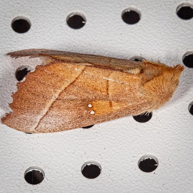 7915 White-dotted Prominent Moth (Nadata gibbosa) 