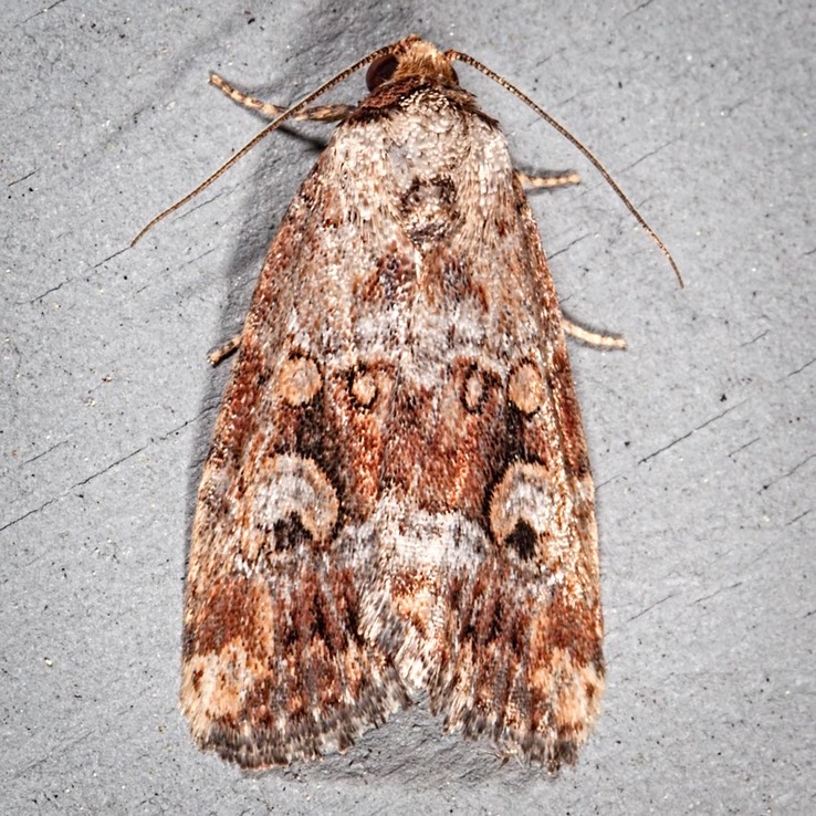 9681.1 Pale-winged Midget (Elaphria alapallida)