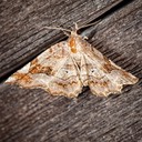 8490 Decorated Owlet (Pangrapta decoralis)