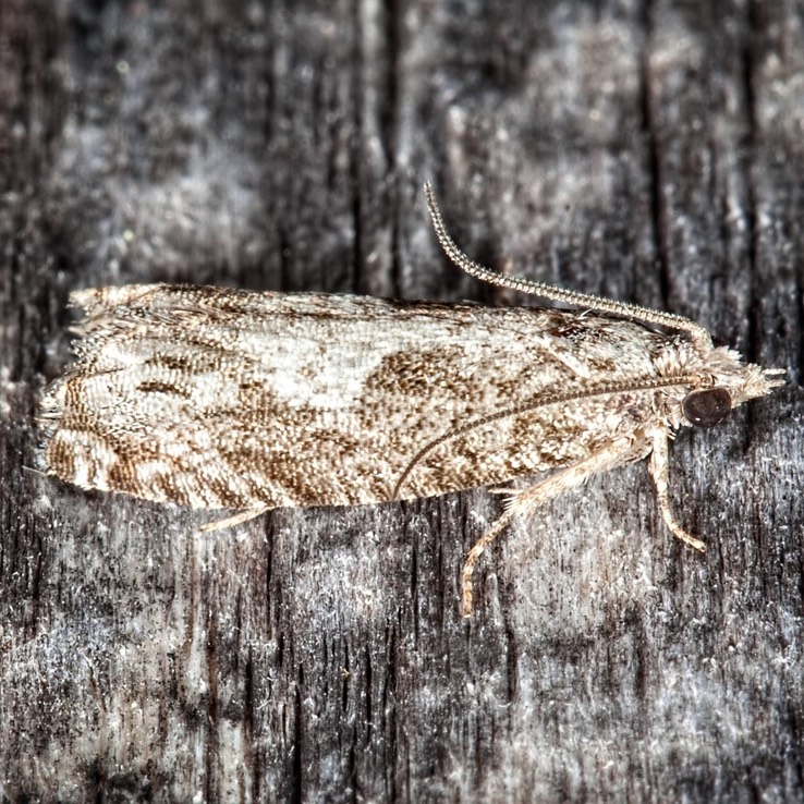 3333 Oak Trumpet Skeletonizer  (Catastega timidella)