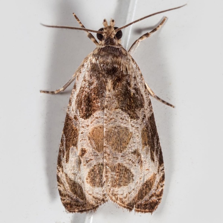 2787 Bunchberry Leaffolder Moth (Olethreutes connectum)