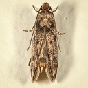 0411  Brown-dotted Clothes Moth (Niditinea fuscella)