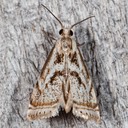 5420 Elegant Grass-veneer (Microcrambus elegans) 