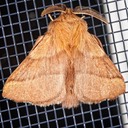 7698 Forest Tent Caterpillar Moth (Malacosoma disstria) male