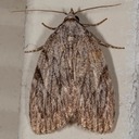 9663 – Three-lined Balsa Moth – Balsa tristrigella