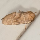 9815 American Dun-bar Moth (Cosmia calami) 
