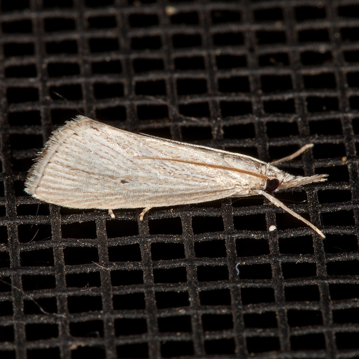 5492 Wainscot Grass-veneer (Eoreuma densella)