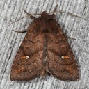 10627  Signate Quaker Moth (Tricholita signata) 