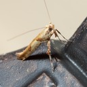 IMG 4126-Edit