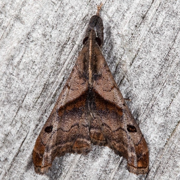 8397 Dark-spotted Palthis - Palthis angulalis