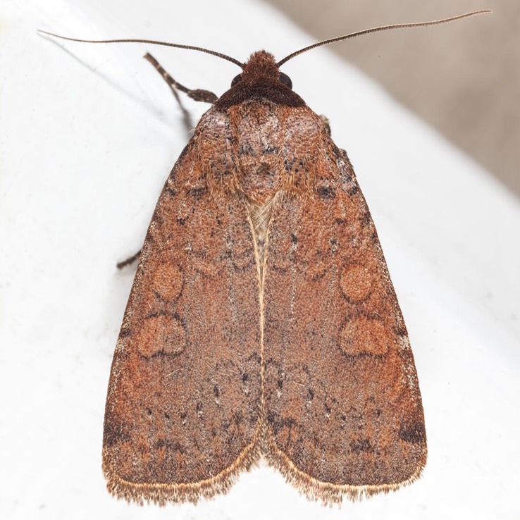 11006 Brown-collared Dart (Protolampra brunneicollis)