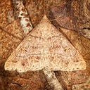 8384.1 Yellow-spotted Renia (Renia flavipunctalis)