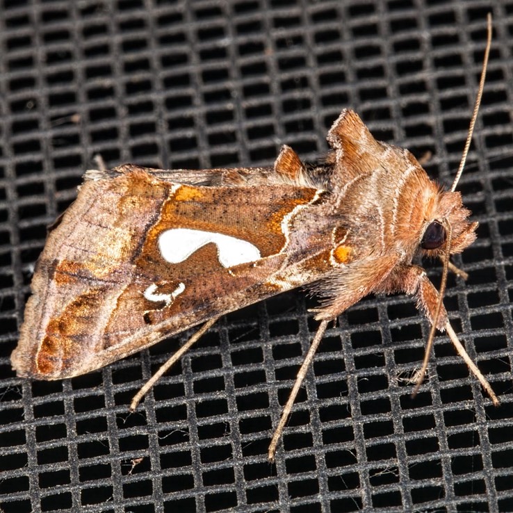 Bilobed Looper - Hodges#8907 - Megalographa biloba