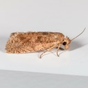 3042 (Eucosma vagana)