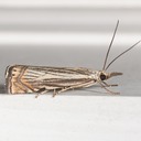 5391 Topiary Grass Veneer Moth (Chrysoteuchia topiaria)