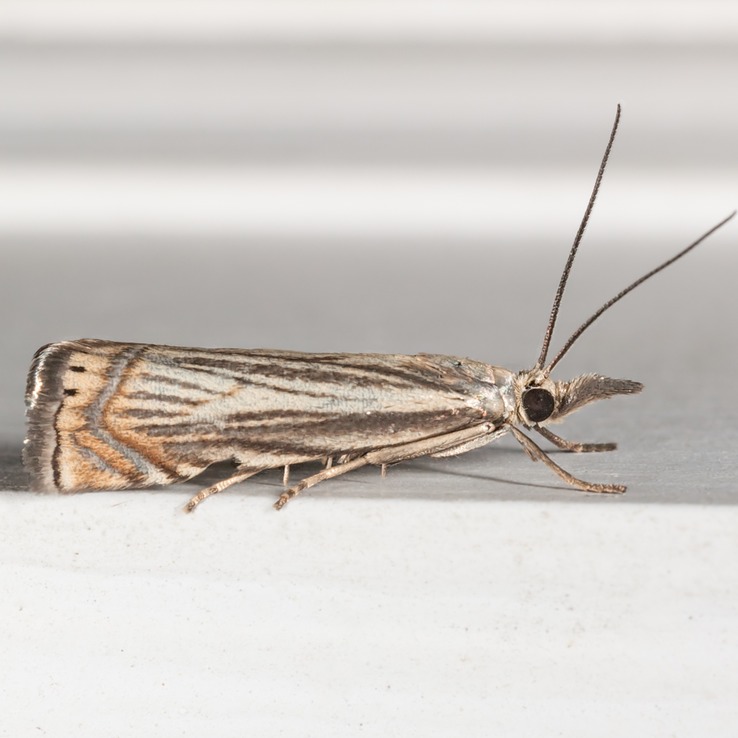 5391 Topiary Grass Veneer Moth (Chrysoteuchia topiaria)