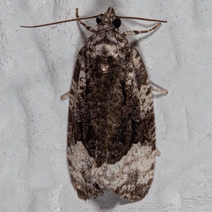 2755 Funereal Apotomis Moth (Apotomis funerea)