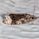 2755 Funereal Apotomis Moth (Apotomis funerea)