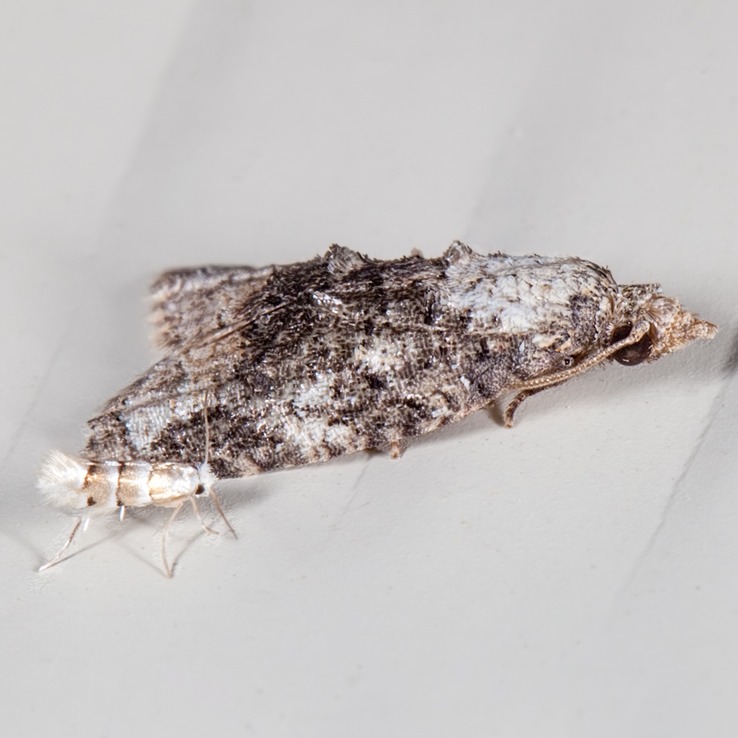 3743 – Exasperating Platynota Moth – Platynota exasperatana
