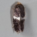 0058.97 (Ectoedemia sp.)