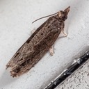 2907 Bayberry Leaftier - Strepsicrates smithiana