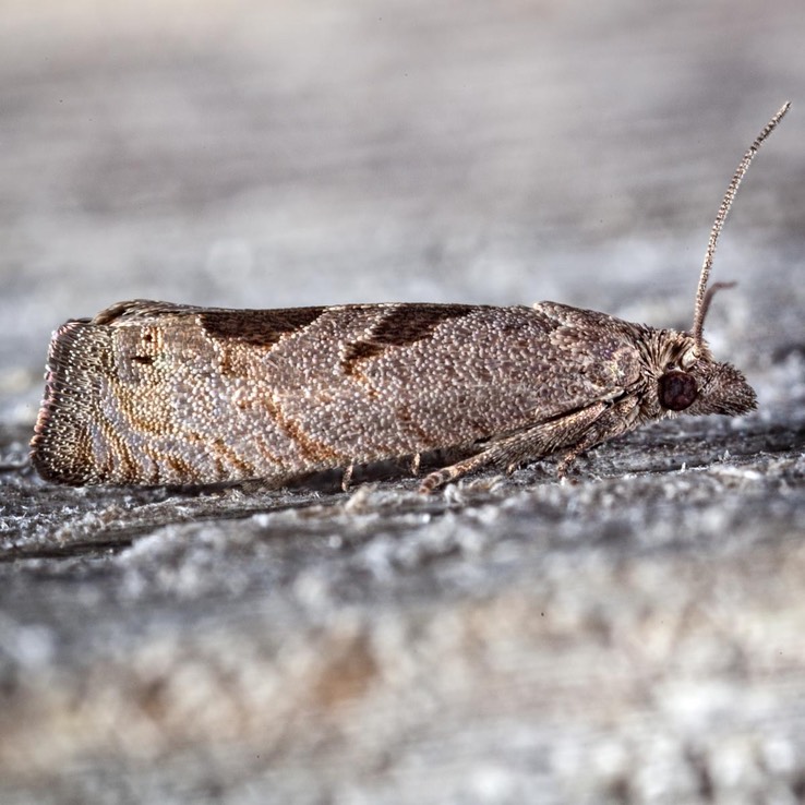 2936 Aster-head Phaneta Moth (Phaneta tomonana)