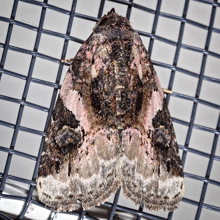 9053 Pink-barred Pseudeustrotia (Pseudeustrotia carneola)