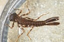 Perhaps Argia fumipennis violacea - Violet Dancer Niad