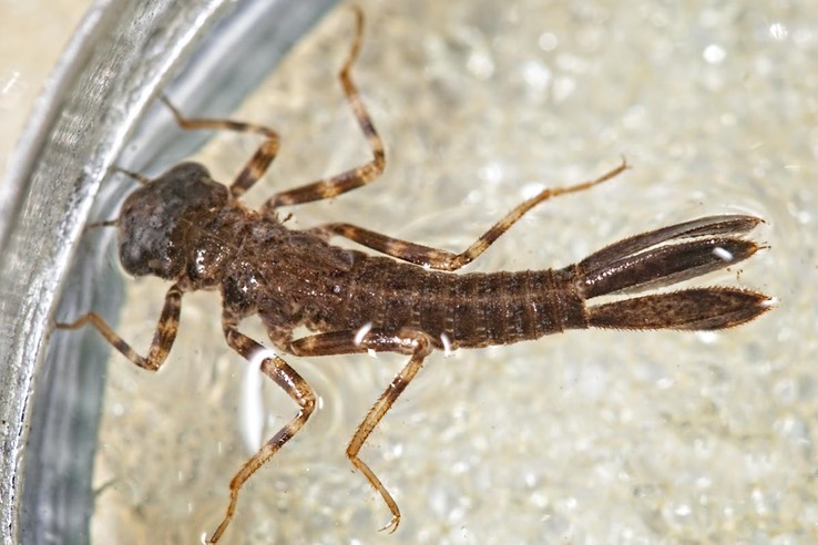 Perhaps Argia fumipennis violacea - Violet Dancer Niad
