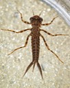 Perhaps Argia fumipennis violacea - Violet Dancer Niad