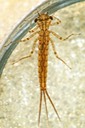 Narrow-winged Damselflies (Family Coenagrionidae )
