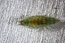 Amphipod (Amphipoda)