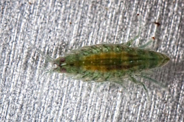 Amphipod (Amphipoda)